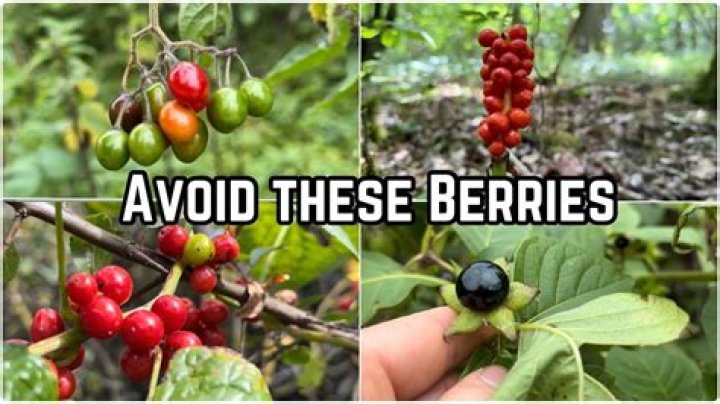 Are berries from honeysuckle poisonous