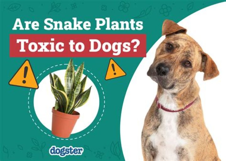 Are Citronella plants toxic to dogs