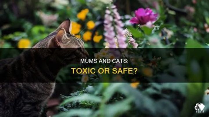 Are mums safe around cats