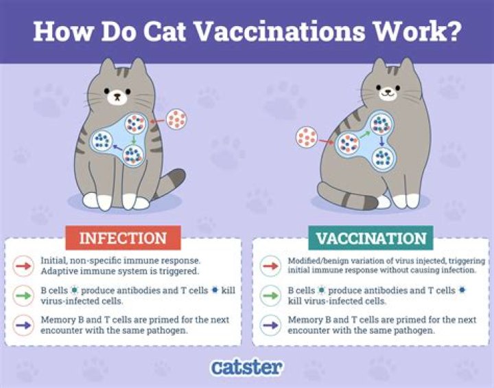Can kittens get sick after vaccinations
