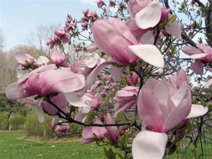 Can magnolia trees grow in Ohio