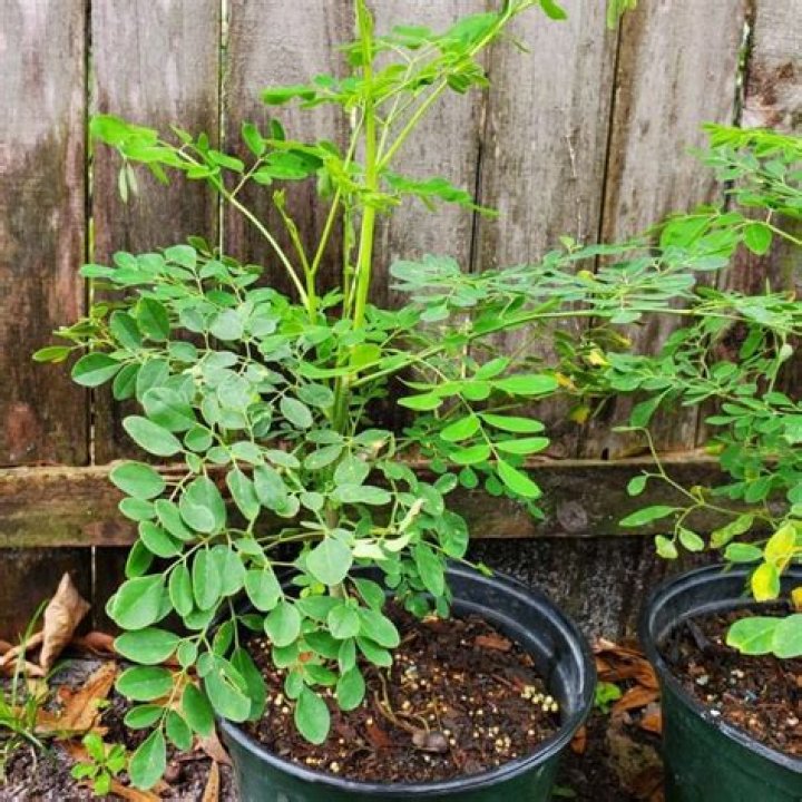 Can Moringa trees grow in pots