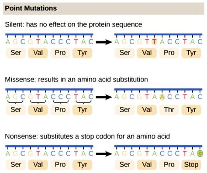 Do all mutations result in a change in the amino acid sequence