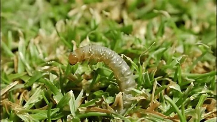 Do I have sod webworms
