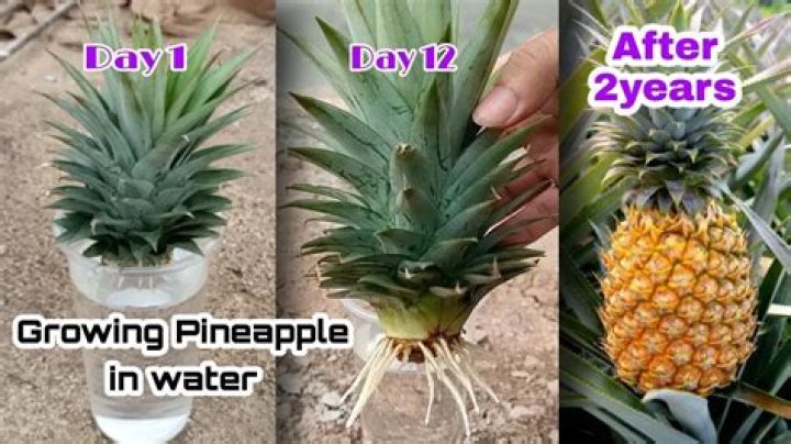 Do pineapple plants need a lot of water