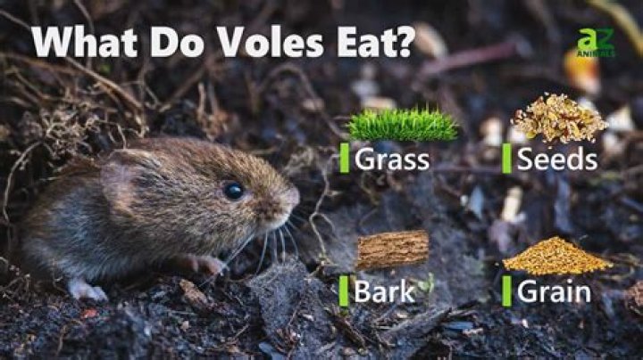 Do Voles eat plants