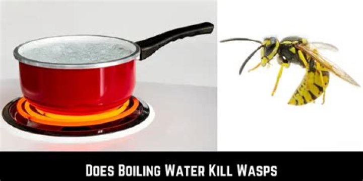 Does boiling water kill wasps