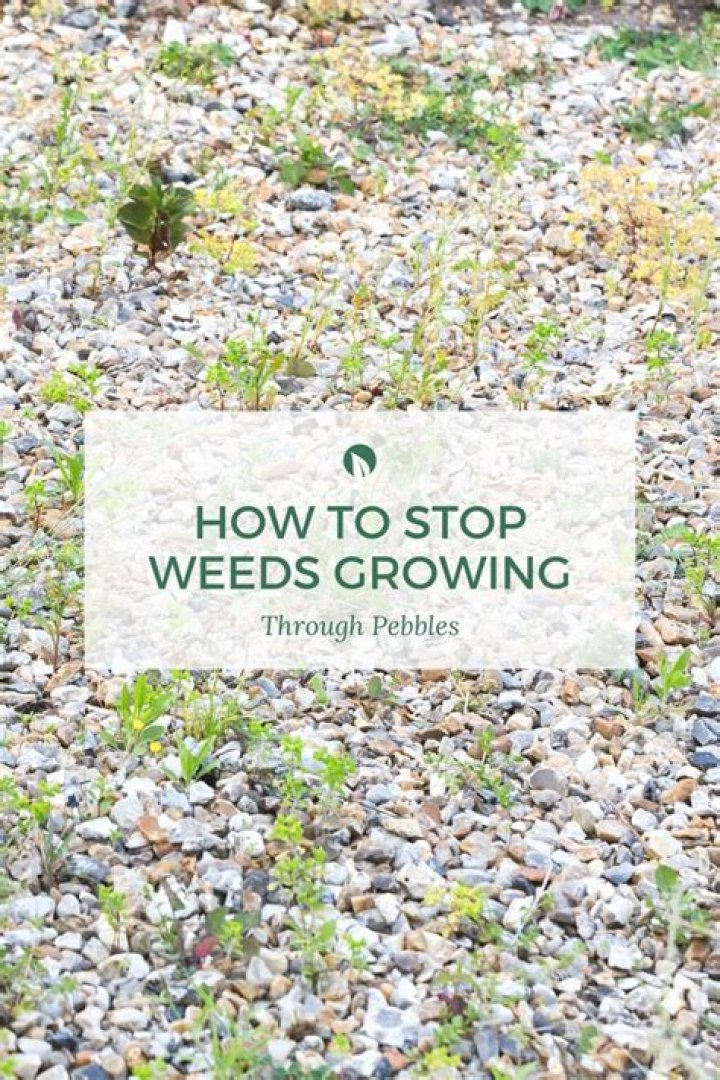 Does crushed limestone prevent weeds