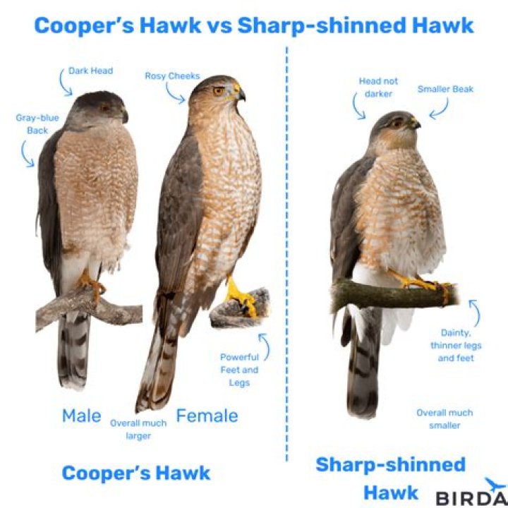 Does Hawk mean buy or sell
