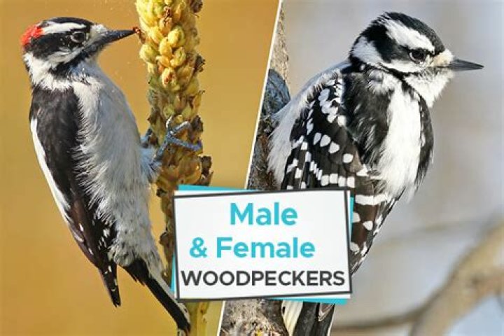 Does the male or female woodpecker build the nest