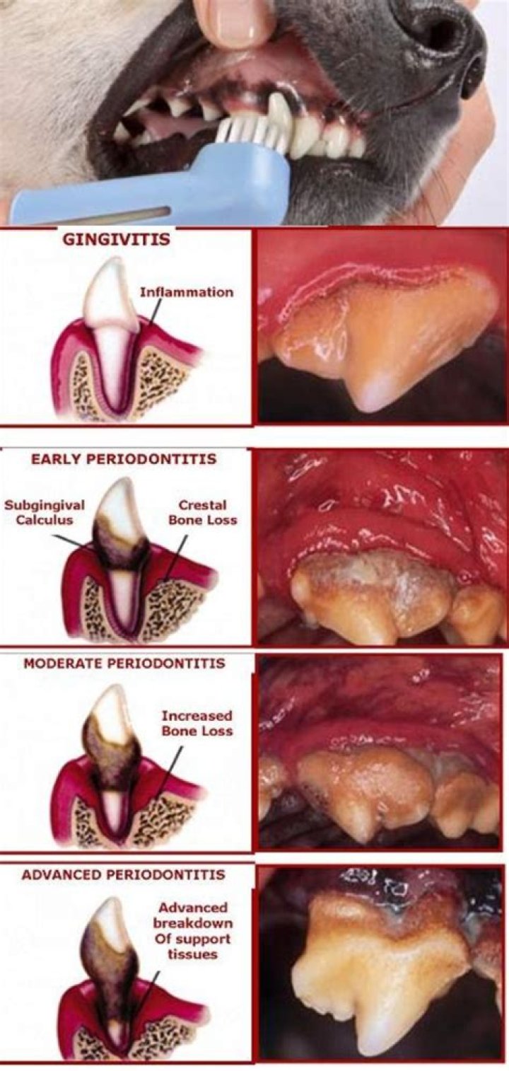 How common is periodontal disease in dogs