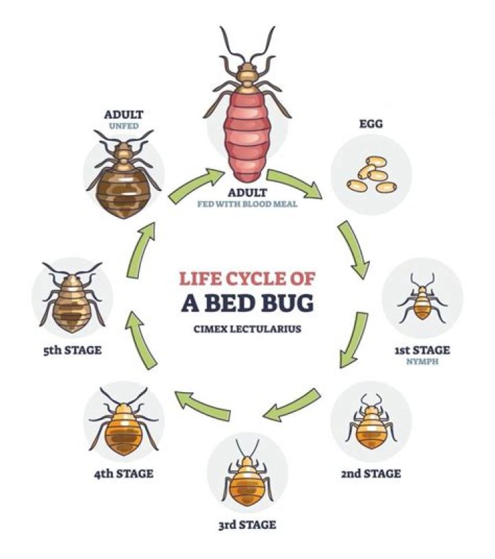 How do bed bugs die naturally