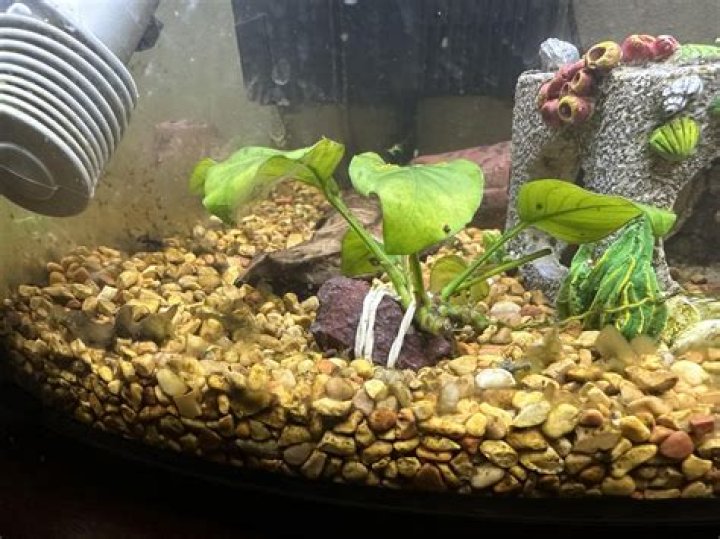 How do I stop algae build up in my fish tank