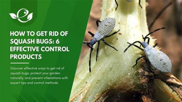 How do you get rid of a squash bug infestation