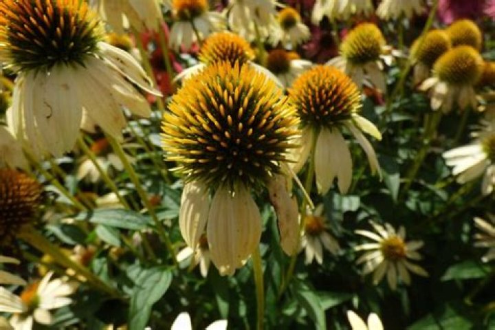 How do you grow Echinacea angustifolia