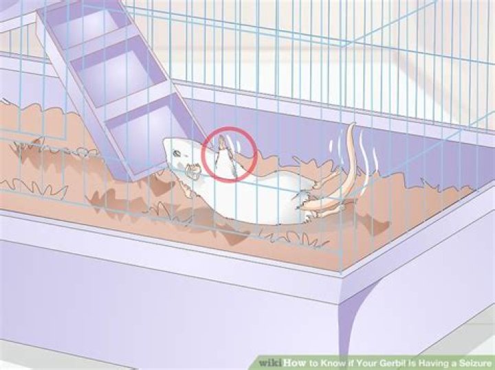 How do you know if your gerbil is dying