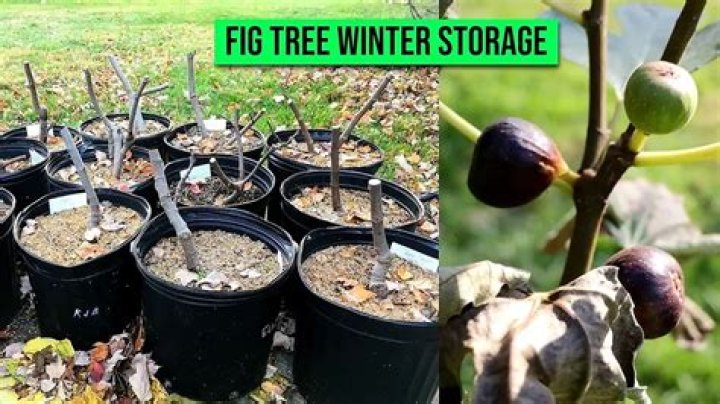 How do you overwinter a potted tree