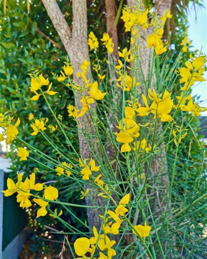 How do you take care of a Spanish broom plant