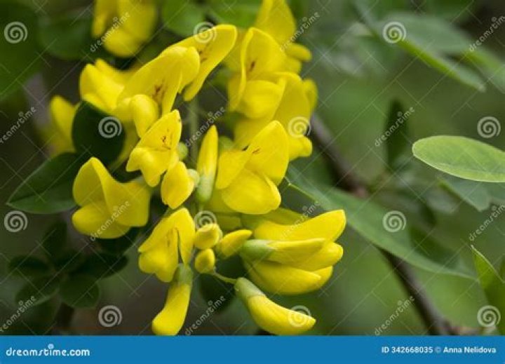 How do you transplant a caragana tree