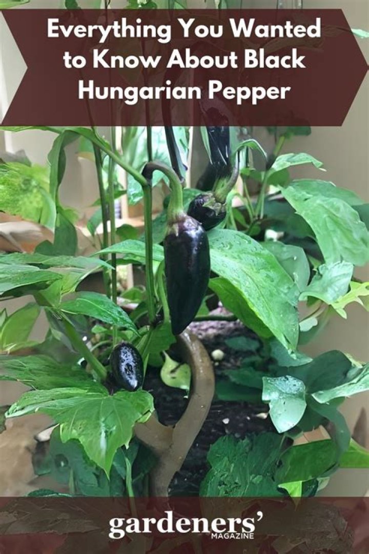How hot is a black Hungarian pepper
