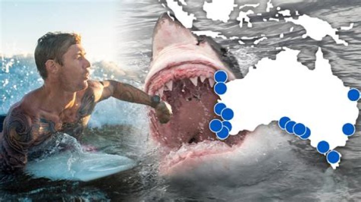 How many shark attacks are there per year around the world