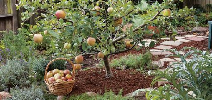 How tall do semi dwarf apple trees grow