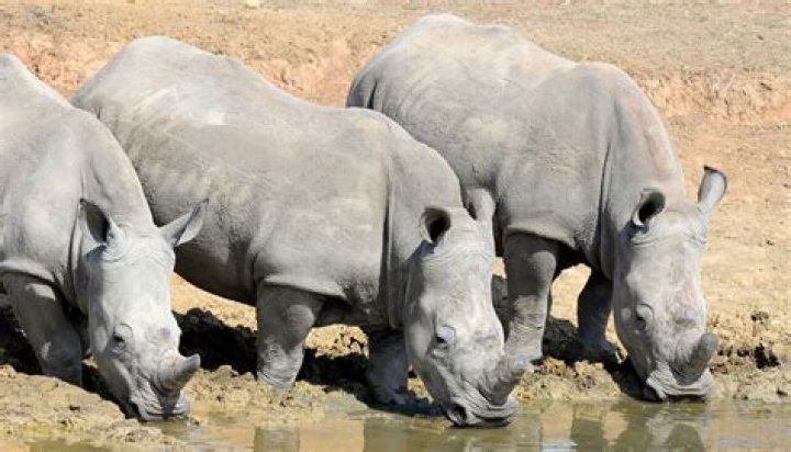 What animals eat rhinos