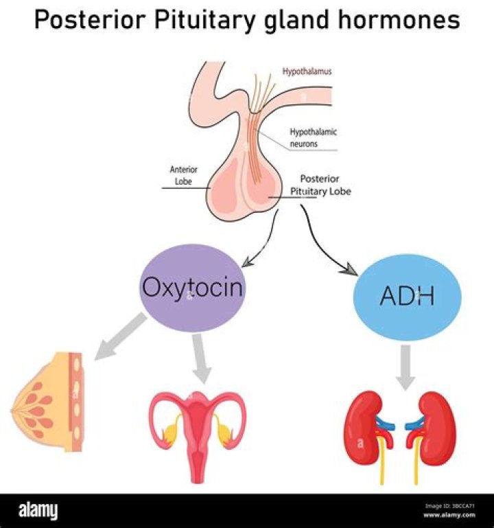What are the four hormones produced by the anterior pituitary that regulate the function of the other endocrine glands