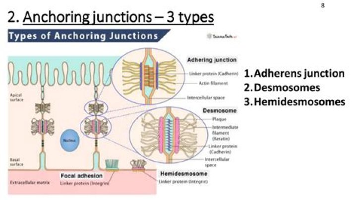 What are the four types of anchoring junctions