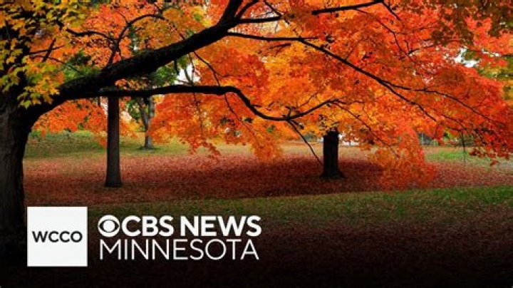 What are the things that fall off trees