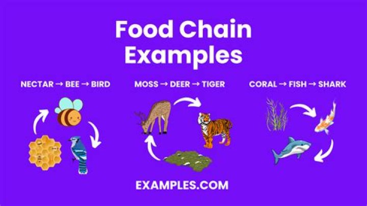 What are two examples of a food chain