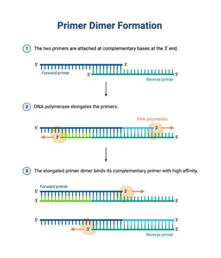 What causes primer dimer