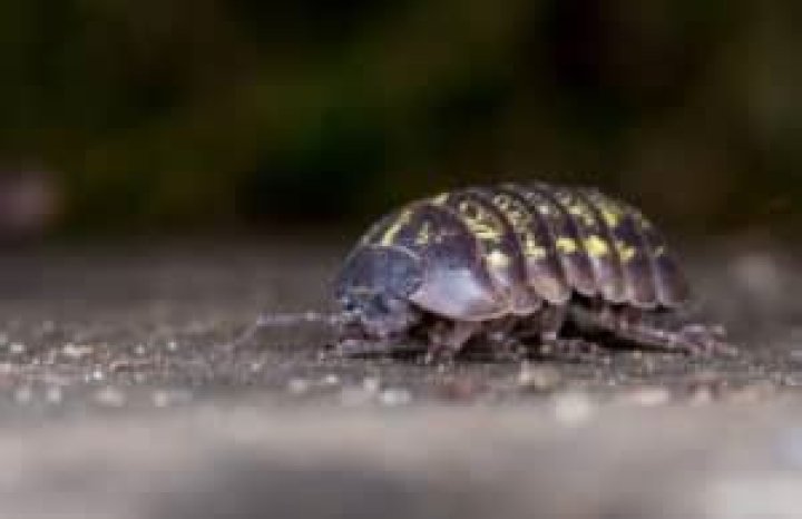What do baby Rolly Pollies look like