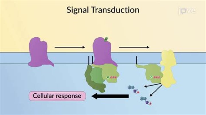 What happens during the three phases of signal transduction