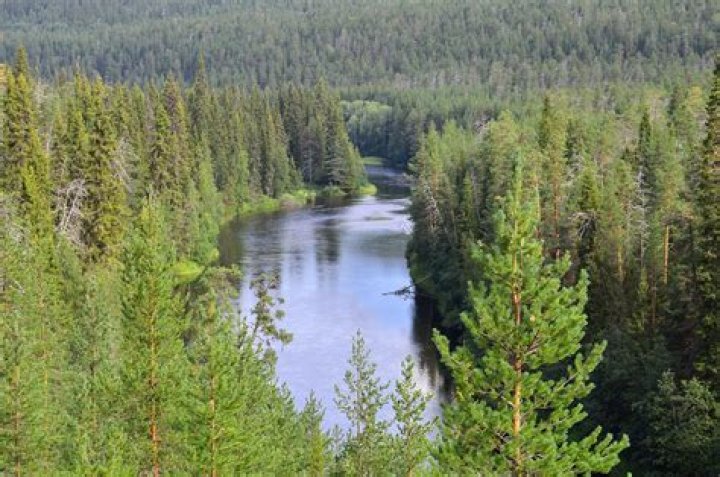 What is a boreal coniferous forest