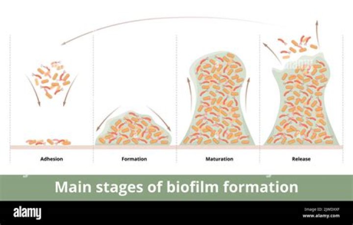 What is the function of a biofilm