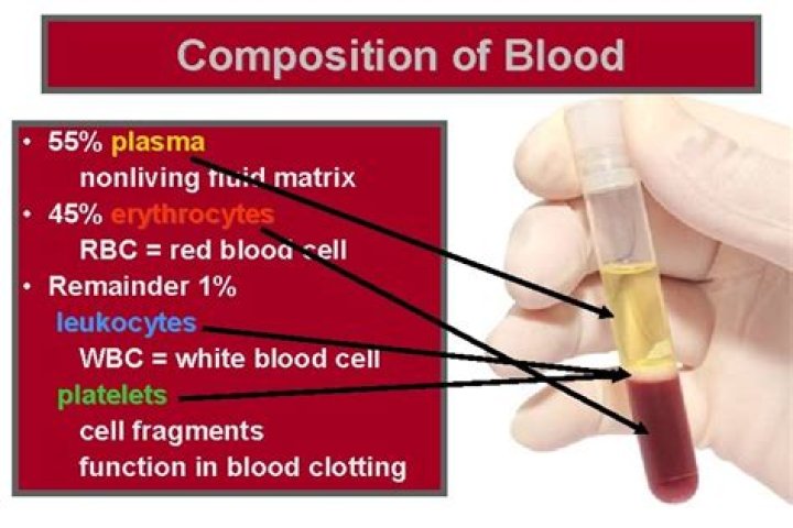 What is the nonliving fluid matrix of blood called