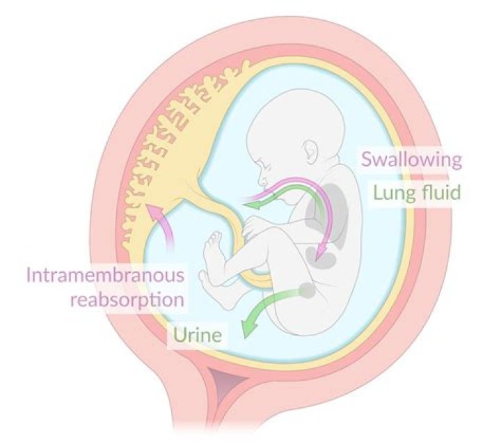 What is the role of the amniotic fluid