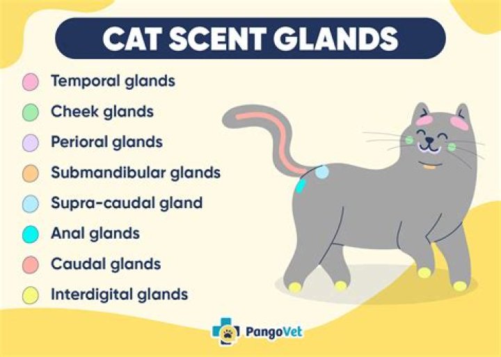 What is the scent in Kirklands