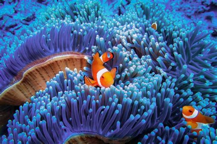 What kind of coral do clownfish like