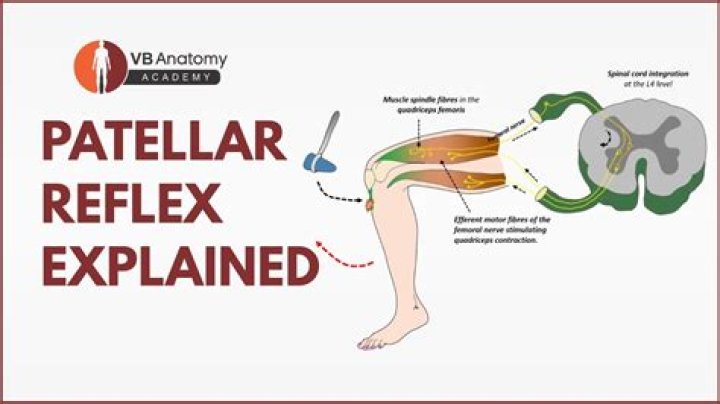 What nerves are involved in patellar reflex