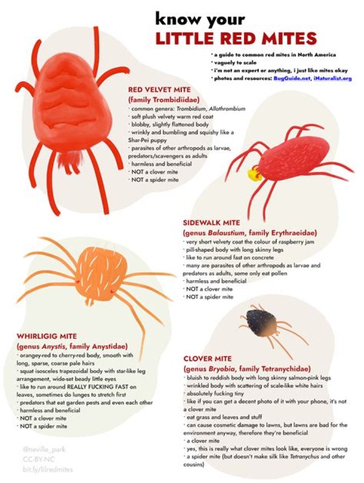 What temperature kills oak mites