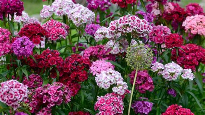 Where does sweet williams grow in UK