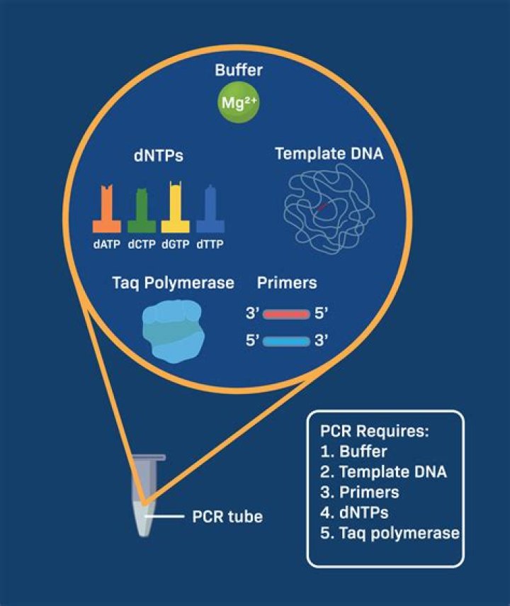 Why is Taq used in PCR
